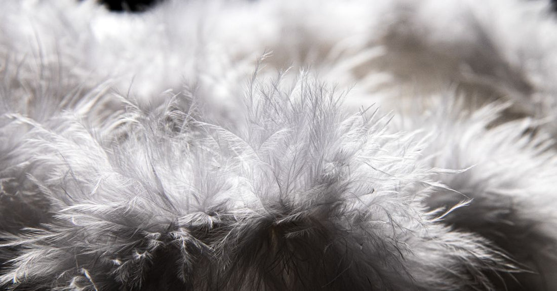 Macro van witte donsveren