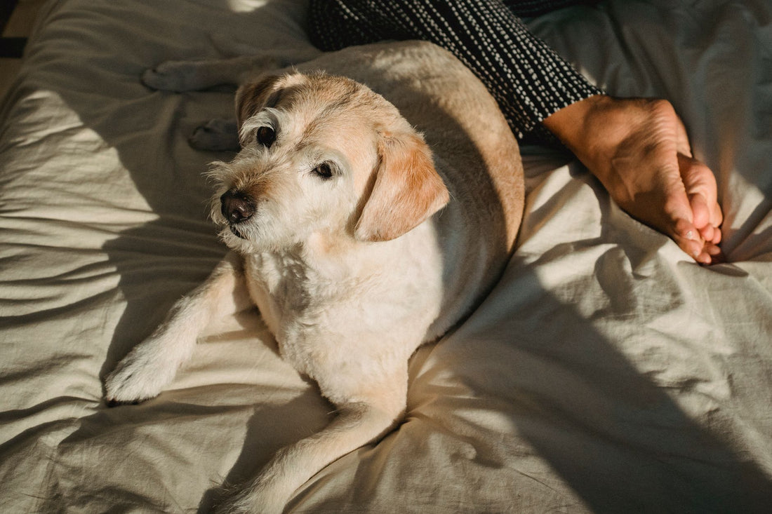 Hond ligt op het bed naast de hand van zijn eigenaar