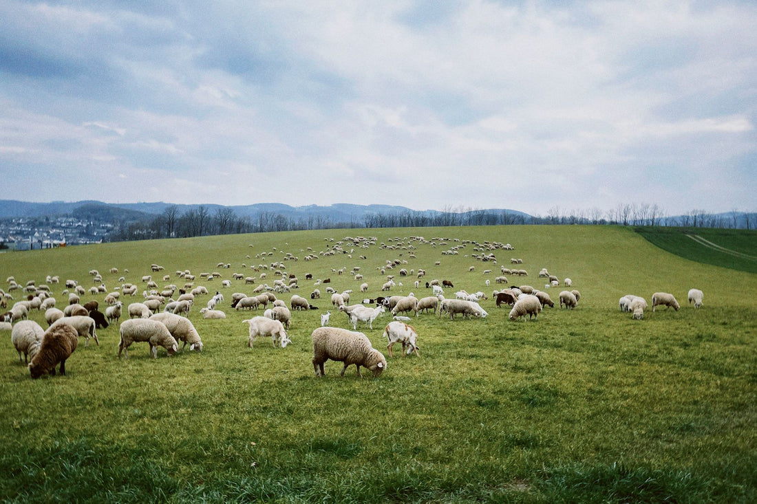 Kudde schapen graast in een groene weide